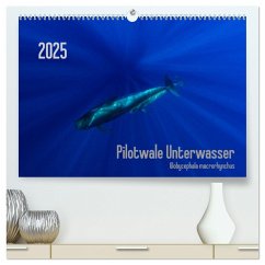 Pilotwale Unterwasser - Globicephala macrorhynchus (hochwertiger Premium Wandkalender 2025 DIN A2 quer), Kunstdruck in Hochglanz