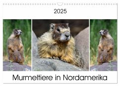 Murmeltiere in Nordamerika (Wandkalender 2025 DIN A3 quer), CALVENDO Monatskalender