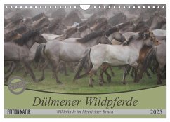 Dülmener Wildpferde - Wildpferde im Meerfelder Bruch (Wandkalender 2025 DIN A4 quer), CALVENDO Monatskalender