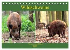 Wildschweine - Tiere aus unseren Wäldern (Tischkalender 2025 DIN A5 quer), CALVENDO Monatskalender