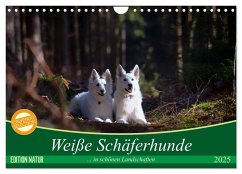 Weiße Schäferhunde in schönen Landschaften (Wandkalender 2025 DIN A4 quer), CALVENDO Monatskalender