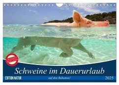 Schweine im Dauerurlaub auf den Bahamas! (Wandkalender 2025 DIN A4 quer), CALVENDO Monatskalender