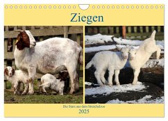 Ziegen - Die Stars aus dem Streichelzoo (Wandkalender 2025 DIN A4 quer), CALVENDO Monatskalender