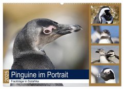 Pinguine im Portrait - Frackträger in Südafrika (Wandkalender 2025 DIN A2 quer), CALVENDO Monatskalender