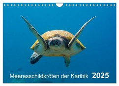 Meeresschildkröten der Karibik (Wandkalender 2025 DIN A4 quer), CALVENDO Monatskalender