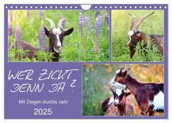 Wer zickt denn da? Mit Ziegen durchs Jahr (Wandkalender 2025 DIN A4 quer), CALVENDO Monatskalender