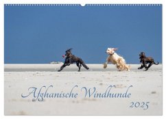 AFGHANISCHE WINDHUNDE 2025 (Wandkalender 2025 DIN A2 quer), CALVENDO Monatskalender - Calvendo;Mirsberger annettmirsberger.de, Annett