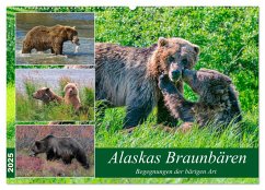 Alaskas Braunbären - Begegnungen der bärigen Art (Wandkalender 2025 DIN A2 quer), CALVENDO Monatskalender - Calvendo;Wilczek, Dieter