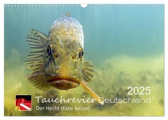 Tauchrevier Deutschland - Der Hecht (Esox lucius) (Wandkalender 2025 DIN A3 quer), CALVENDO Monatskalender - Calvendo;Merkel. Tauchrevier Deutschland, Mario