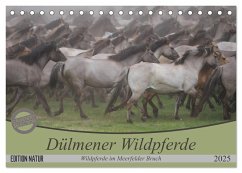 Dülmener Wildpferde - Wildpferde im Meerfelder Bruch (Tischkalender 2025 DIN A5 quer), CALVENDO Monatskalender