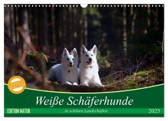 Weiße Schäferhunde in schönen Landschaften (Wandkalender 2025 DIN A3 quer), CALVENDO Monatskalender