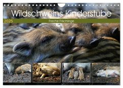 Wildschweins Kinderstube - Freche Frischlinge (Wandkalender 2025 DIN A4 quer), CALVENDO Monatskalender - Calvendo;Hebgen, Peter