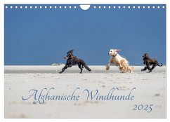 AFGHANISCHE WINDHUNDE 2025 (Wandkalender 2025 DIN A4 quer), CALVENDO Monatskalender