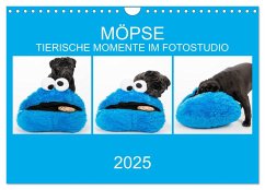 MÖPSE - tierische Momente im Fotostudio (Wandkalender 2025 DIN A4 quer), CALVENDO Monatskalender