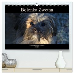 Bolonka Zwetna 2025 (hochwertiger Premium Wandkalender 2025 DIN A2 quer), Kunstdruck in Hochglanz - Calvendo;Katharina Tessnow, Antonia