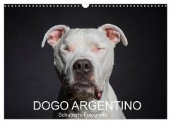 DOGO ARGENTINO (Wandkalender 2025 DIN A3 quer), CALVENDO Monatskalender - Calvendo;Schuberts-Fotografie