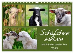 Schäfchen zählen - Mit Schafen durchs Jahr (Wandkalender 2025 DIN A3 quer), CALVENDO Monatskalender - Calvendo;Löwer, Sabine