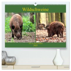 Wildschweine - Tiere aus unseren Wäldern (hochwertiger Premium Wandkalender 2025 DIN A2 quer), Kunstdruck in Hochglanz - Calvendo;Klatt, Arno