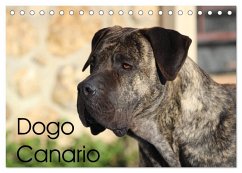Dogo Canario (Tischkalender 2025 DIN A5 quer), CALVENDO Monatskalender