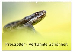 Kreuzotter - Verkannte Schönheit (Wandkalender 2025 DIN A2 quer), CALVENDO Monatskalender