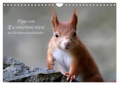 Tipps von Eichhörnchen an Eichhörnchenliebhaber (Wandkalender 2025 DIN A4 quer), CALVENDO Monatskalender - Calvendo;Cerny, Birgit