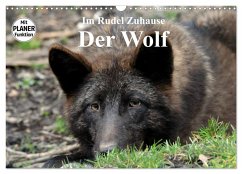 Im Rudel Zuhause - Der Wolf (Wandkalender 2025 DIN A3 quer), CALVENDO Monatskalender - Calvendo;Klatt, Arno