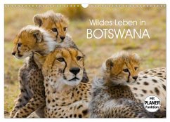 Wildes Leben in Botswana (Wandkalender 2025 DIN A3 quer), CALVENDO Monatskalender