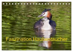 Faszination Haubentaucher (Tischkalender 2025 DIN A5 quer), CALVENDO Monatskalender