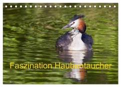 Faszination Haubentaucher (Tischkalender 2025 DIN A5 quer), CALVENDO Monatskalender - Calvendo;Martin, Wilfried