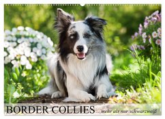 Border Collies - nicht nur schwarzweiß (Wandkalender 2025 DIN A2 quer), CALVENDO Monatskalender