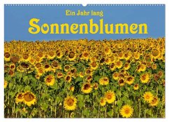 Ein Jahr lang Sonnenblumen (Wandkalender 2025 DIN A2 quer), CALVENDO Monatskalender