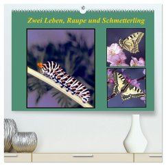 Zwei Leben, Raupe und Schmetterling (hochwertiger Premium Wandkalender 2025 DIN A2 quer), Kunstdruck in Hochglanz