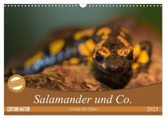 Salamander und Co. (Wandkalender 2025 DIN A3 quer), CALVENDO Monatskalender