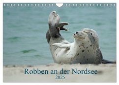 Robben an der Nordsee (Wandkalender 2025 DIN A4 quer), CALVENDO Monatskalender
