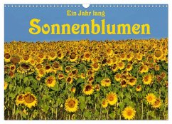 Ein Jahr lang Sonnenblumen (Wandkalender 2025 DIN A3 quer), CALVENDO Monatskalender - Calvendo;van Wyk - www.germanpix.net, Anke