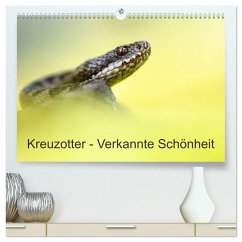 Kreuzotter - Verkannte Schönheit (hochwertiger Premium Wandkalender 2025 DIN A2 quer), Kunstdruck in Hochglanz