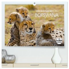 Wildes Leben in Botswana (hochwertiger Premium Wandkalender 2025 DIN A2 quer), Kunstdruck in Hochglanz - Calvendo;Stanzer, Elisabeth