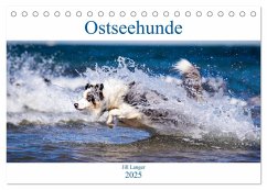 Ostseehunde (Tischkalender 2025 DIN A5 quer), CALVENDO Monatskalender - Calvendo;Langer, Jill