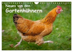 Neues von den Gartenhühnern (Wandkalender 2025 DIN A4 quer), CALVENDO Monatskalender