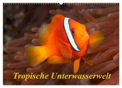 Tropische Unterwasserwelt (Wandkalender 2025 DIN A2 quer), CALVENDO Monatskalender - Calvendo;Rauchenwald, Martin