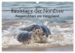 Raubtier der Nordsee - Kegelrobben vor Helgoland (Wandkalender 2025 DIN A3 quer), CALVENDO Monatskalender