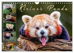 Kleiner Panda (Wandkalender 2025 DIN A4 quer), CALVENDO Monatskalender