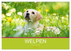 Welpen im Frühling (Wandkalender 2025 DIN A2 quer), CALVENDO Monatskalender