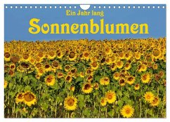 Ein Jahr lang Sonnenblumen (Wandkalender 2025 DIN A4 quer), CALVENDO Monatskalender - Calvendo;van Wyk - www.germanpix.net, Anke