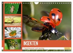 Insekten. Faszinierend und wichtig (Wandkalender 2025 DIN A4 quer), CALVENDO Monatskalender - Calvendo;Stanzer, Elisabeth