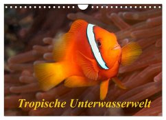 Tropische Unterwasserwelt (Wandkalender 2025 DIN A4 quer), CALVENDO Monatskalender - Calvendo;Rauchenwald, Martin
