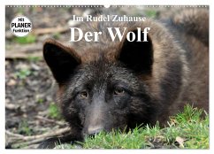 Im Rudel Zuhause - Der Wolf (Wandkalender 2025 DIN A2 quer), CALVENDO Monatskalender