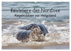 Raubtier der Nordsee - Kegelrobben vor Helgoland (Wandkalender 2025 DIN A2 quer), CALVENDO Monatskalender