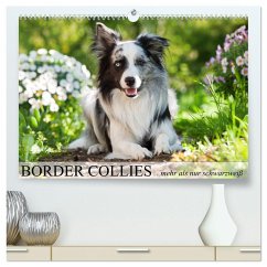 Border Collies - nicht nur schwarzweiß (hochwertiger Premium Wandkalender 2025 DIN A2 quer), Kunstdruck in Hochglanz