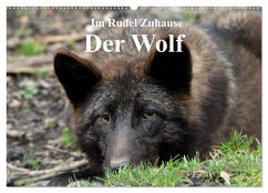 Im Rudel Zuhause - Der Wolf (Wandkalender 2025 DIN A2 quer), CALVENDO Monatskalender